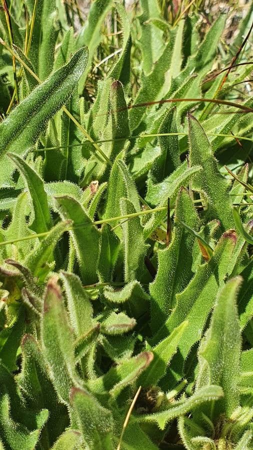 Hieracium intybaceum — houseplant care guide