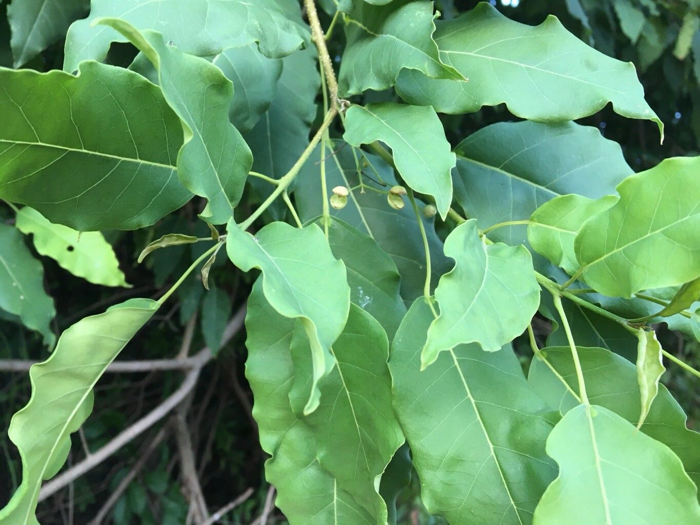 Catalpa longissima leaf