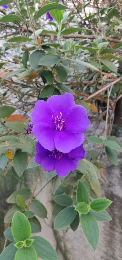 Tibouchina urvilleana flower