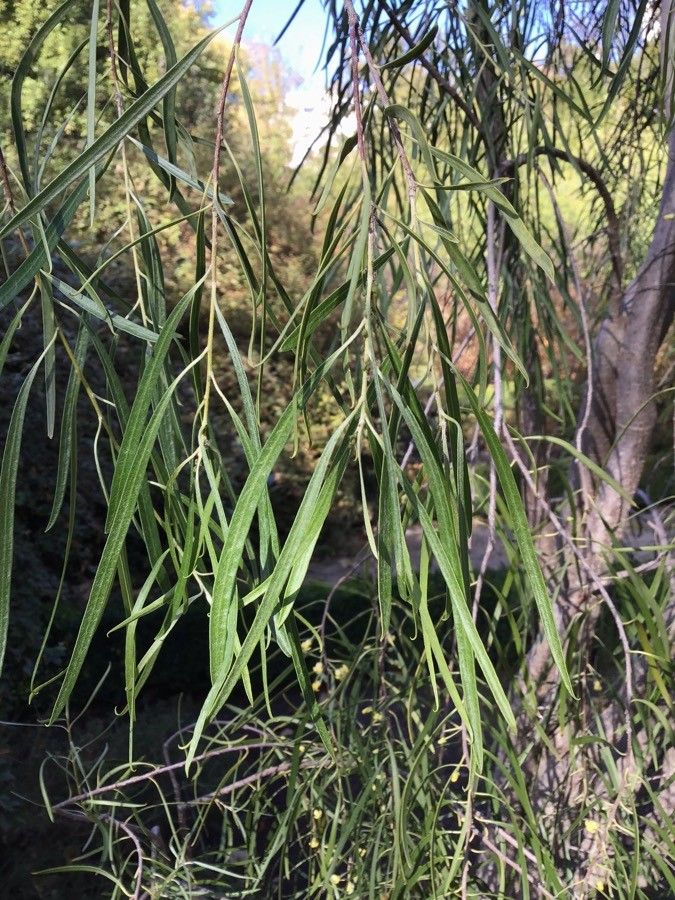 Pittosporum phillyraeoides — search result for 'Pittosporum'