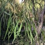 Pittosporum phillyraeoides