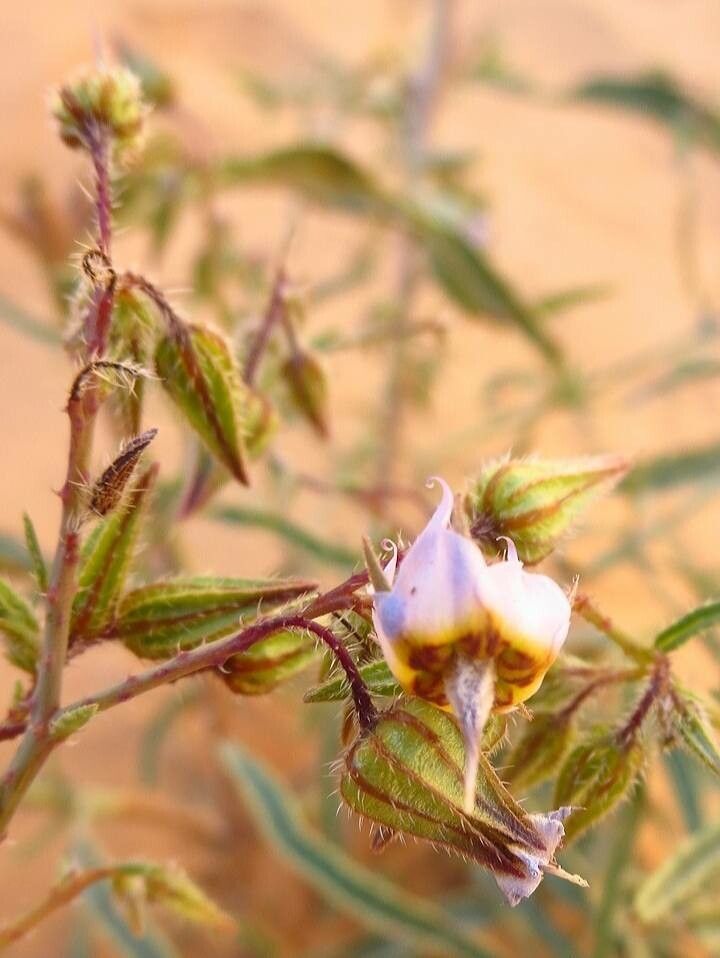 Trichodesma calcaratum flower