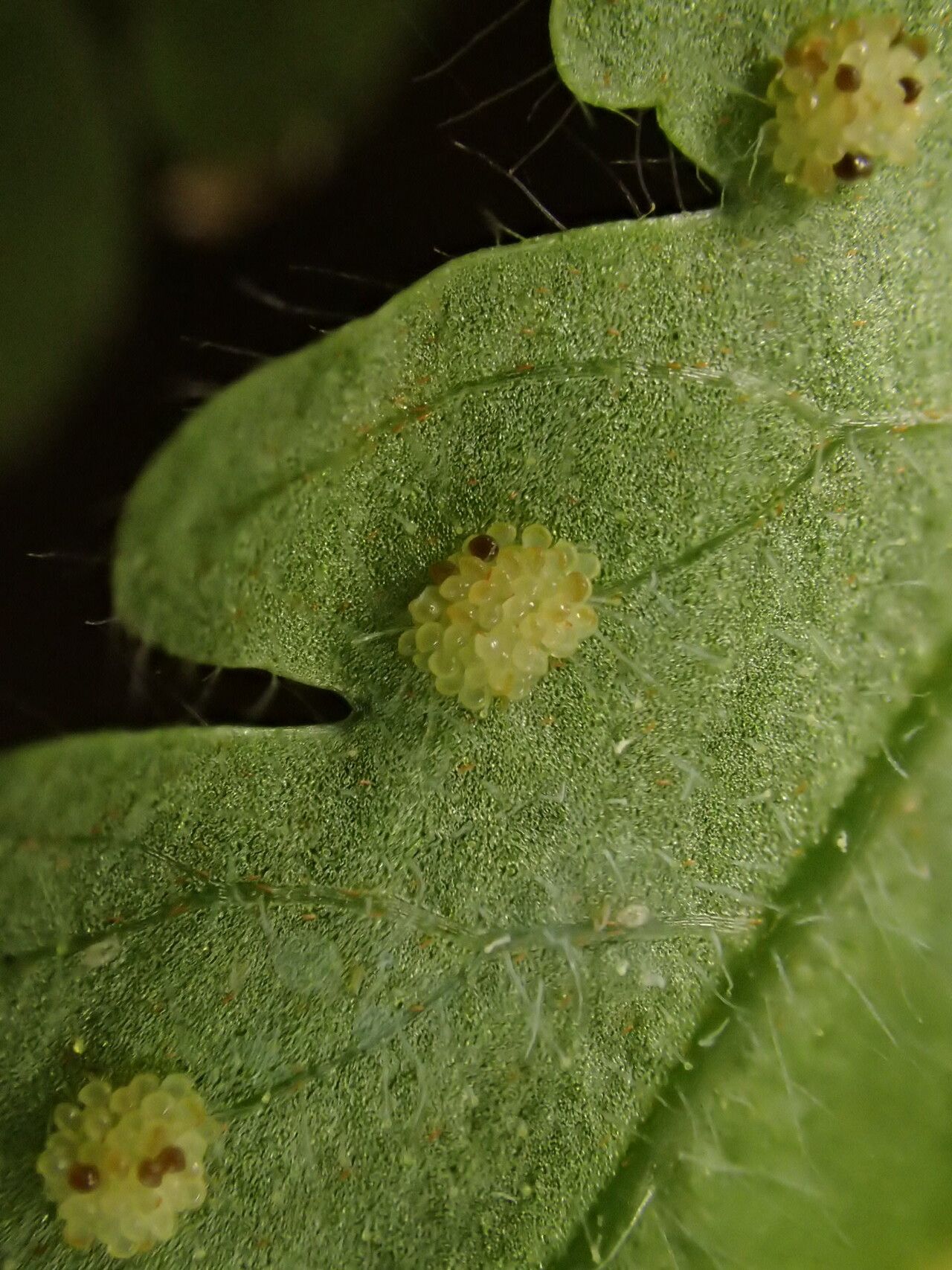 Parapolystichum barterianum fruit