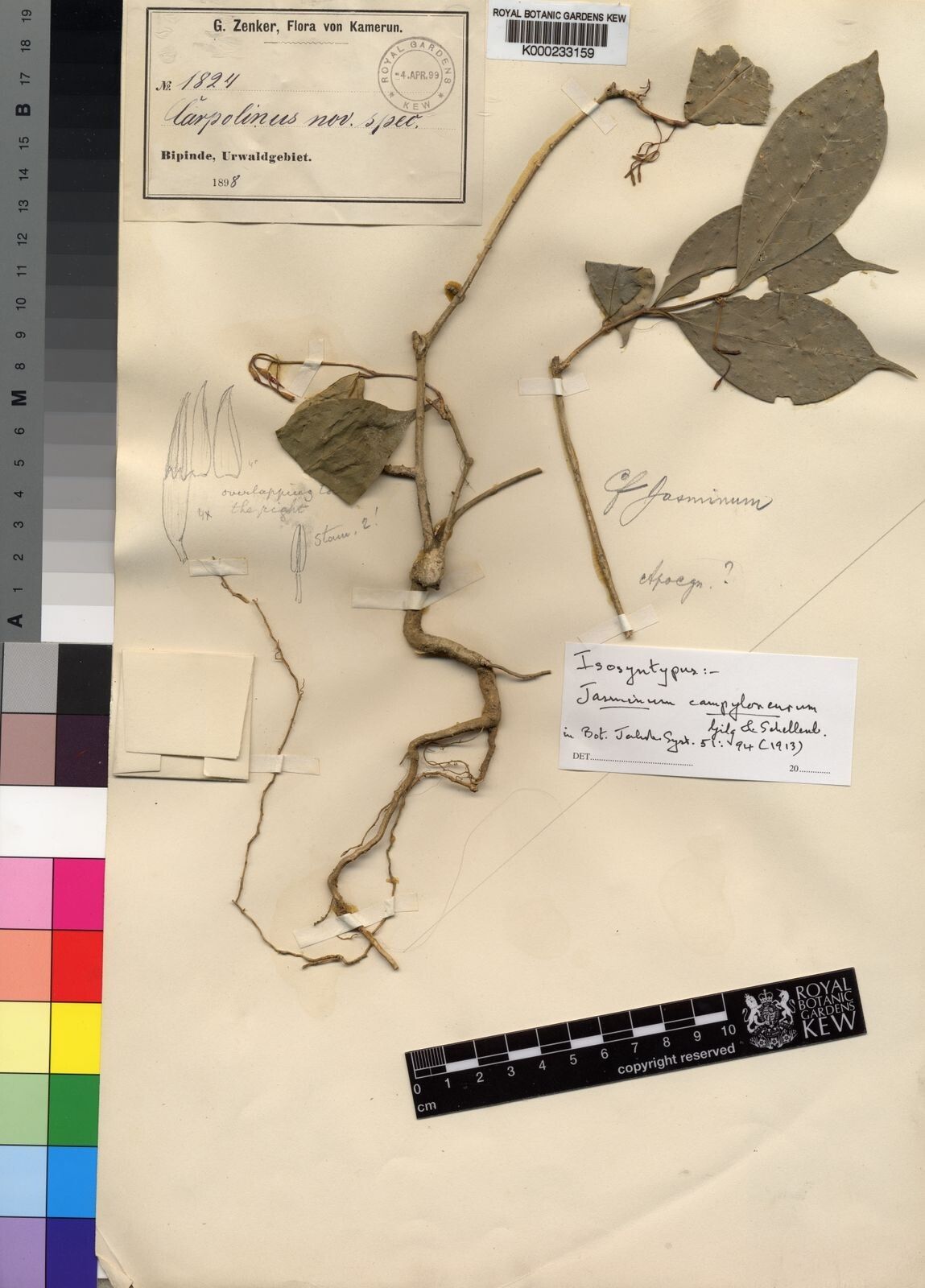 Jasminum campyloneurum — houseplant care guide