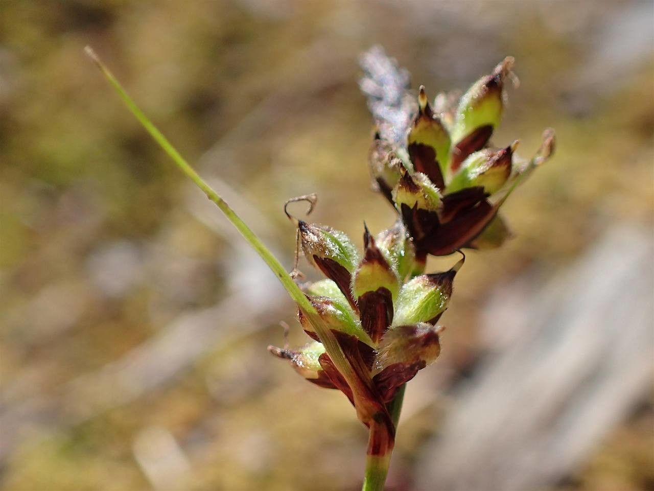 Carex pilulifera fruit