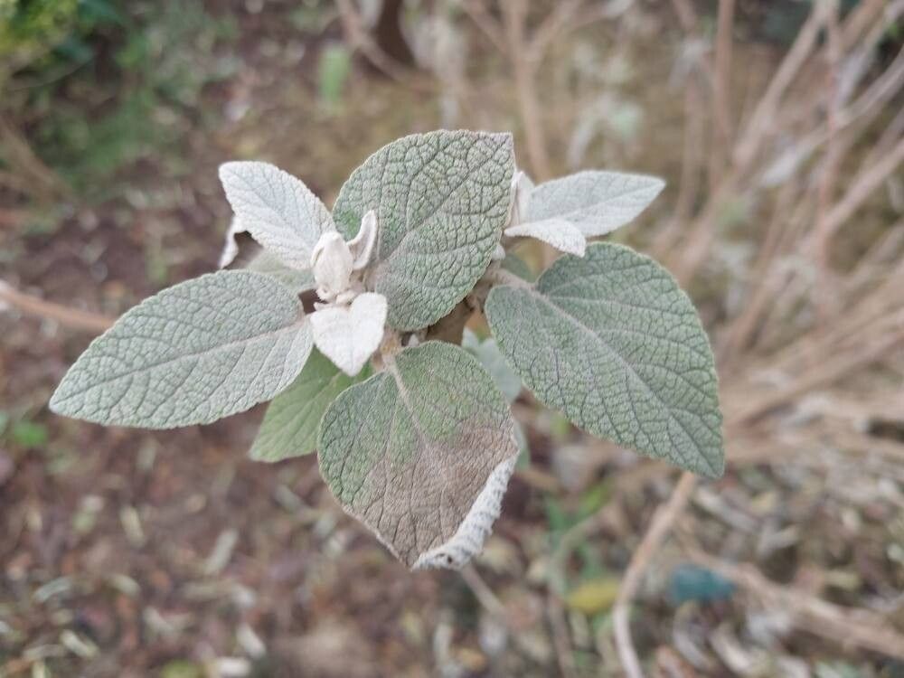 Colquhounia vestita — related species from the same genus
