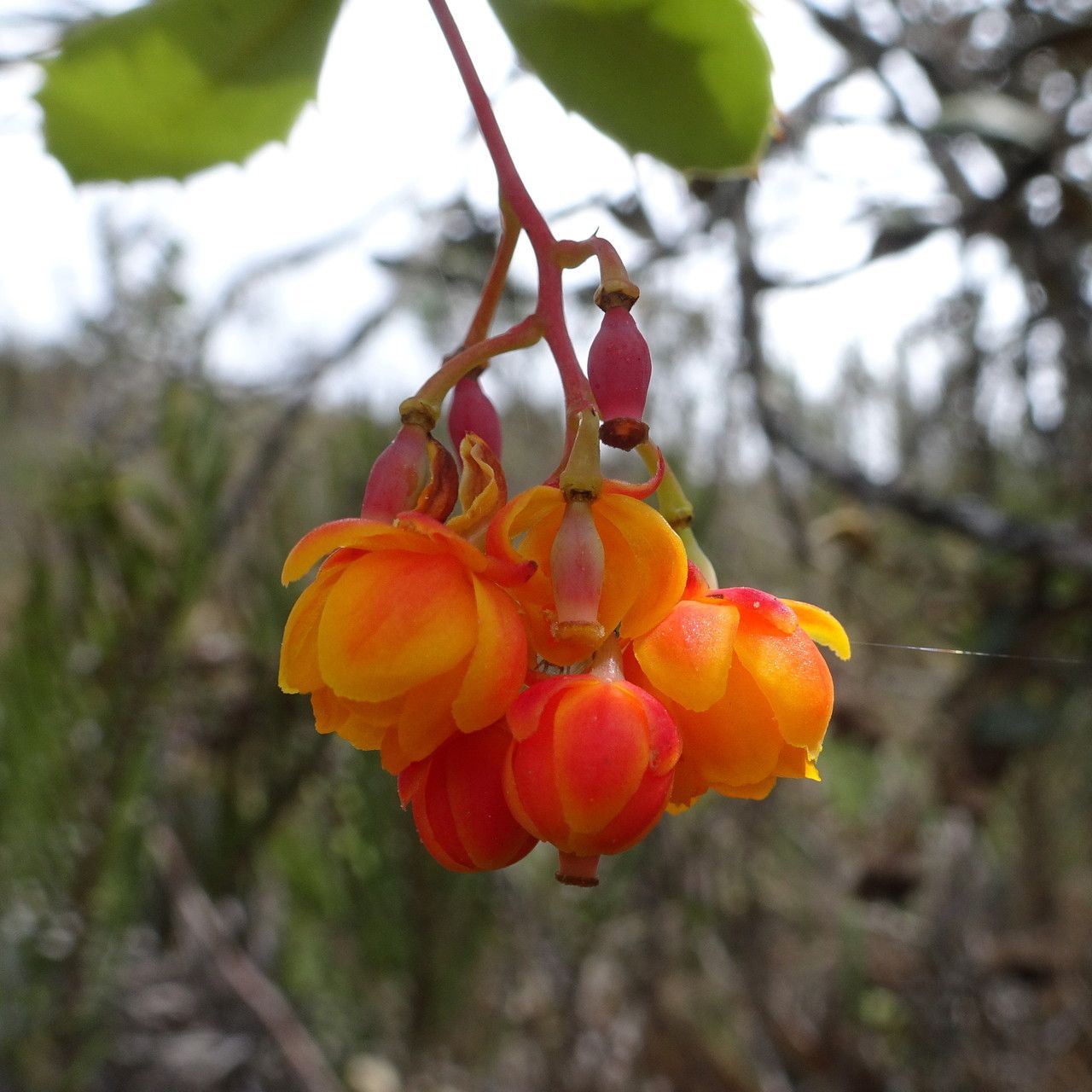 Berberis goudotii fruit