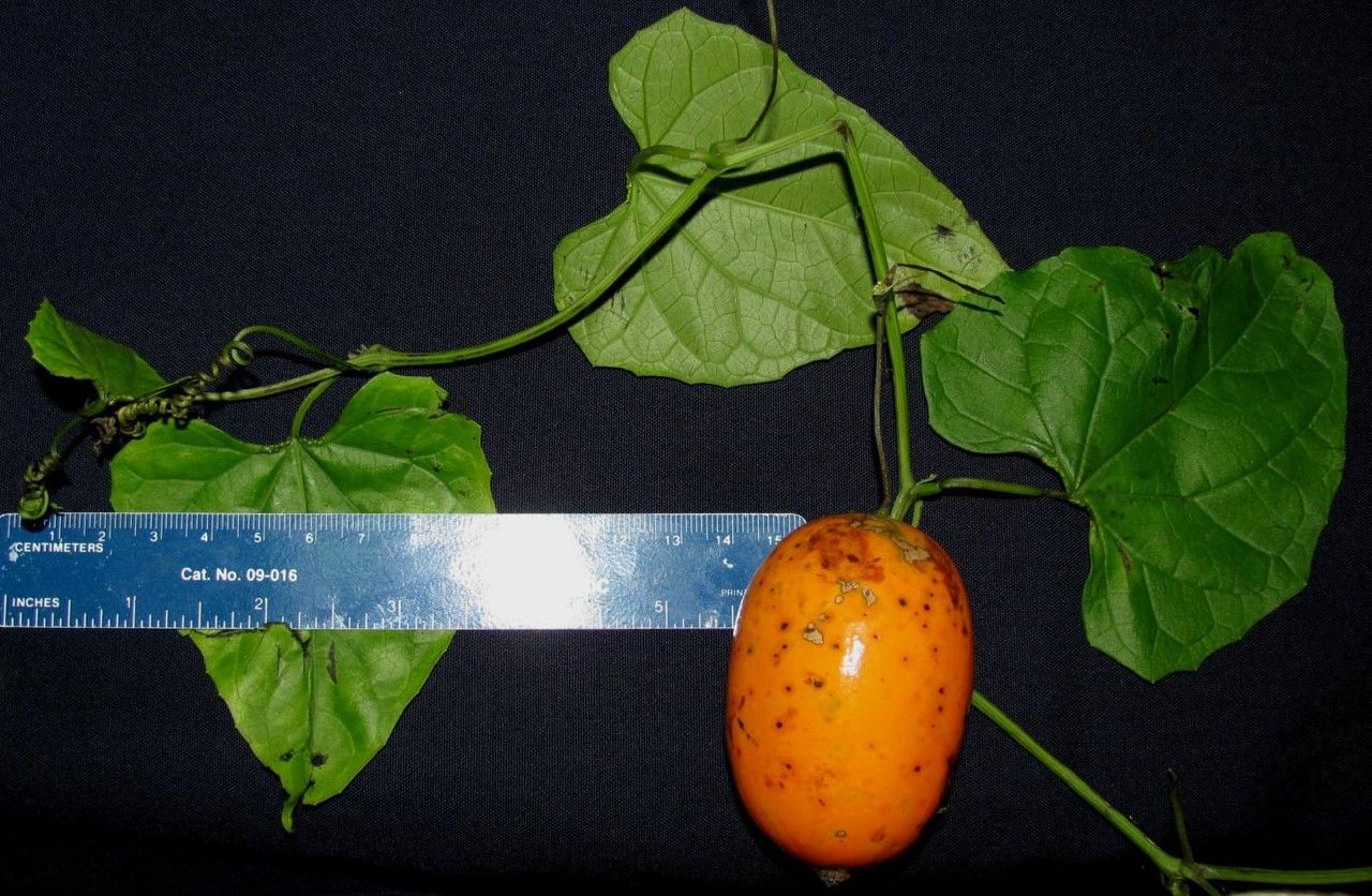 Melothria dulcis other