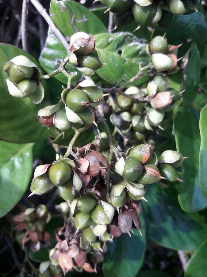 Tetracera billardierei fruit