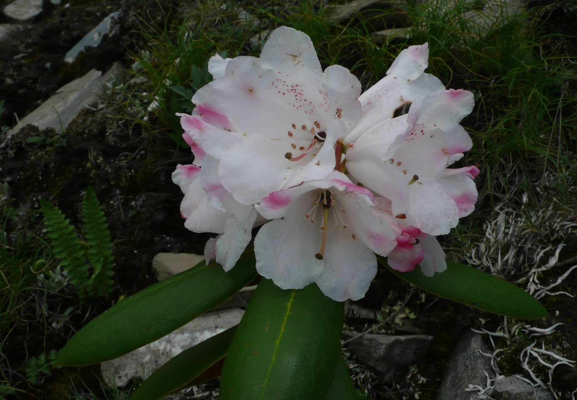 Rhododendron przewalskii flower