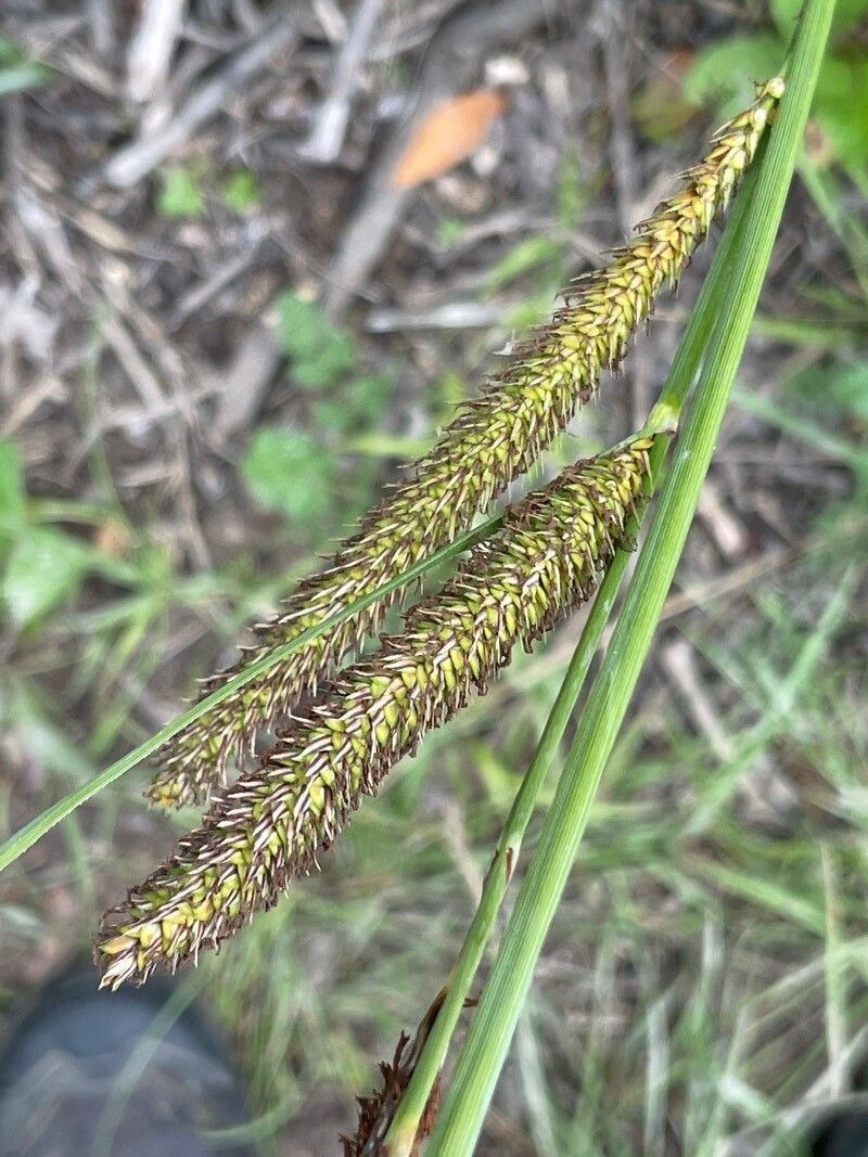 Carex hispida flower
