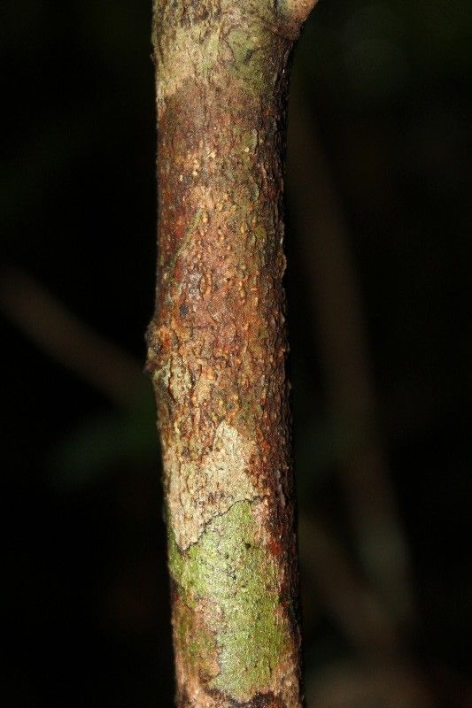 Xylopia richardii bark
