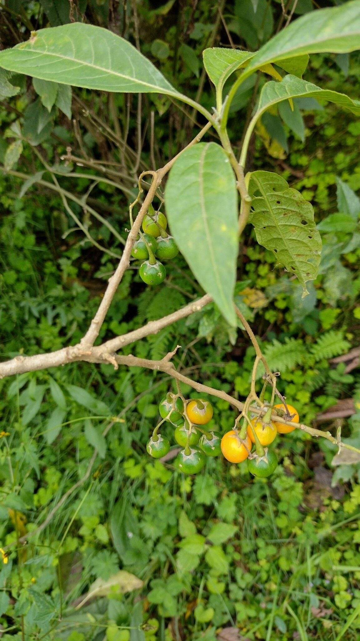 Solanum confusum fruit