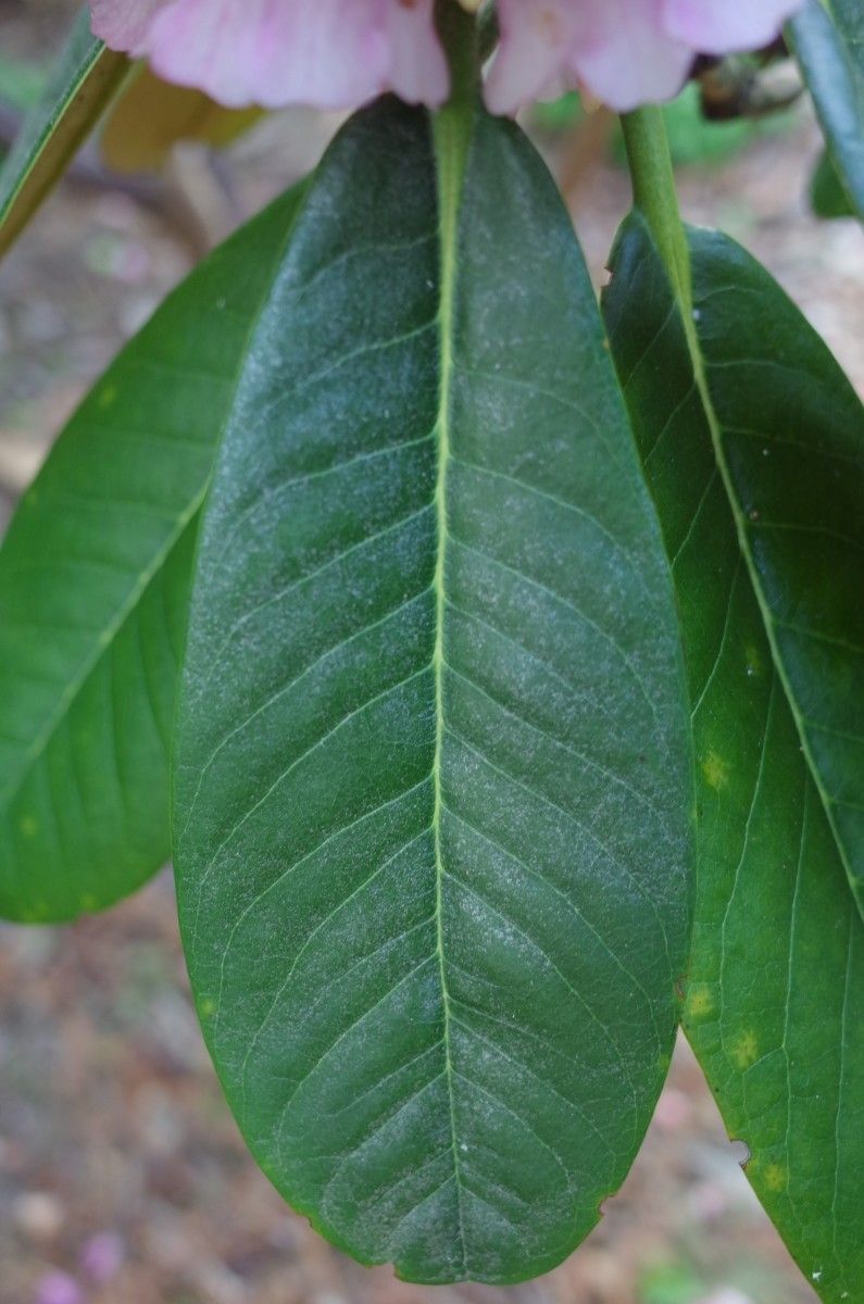 Rhododendron hodgsonii — houseplant care guide