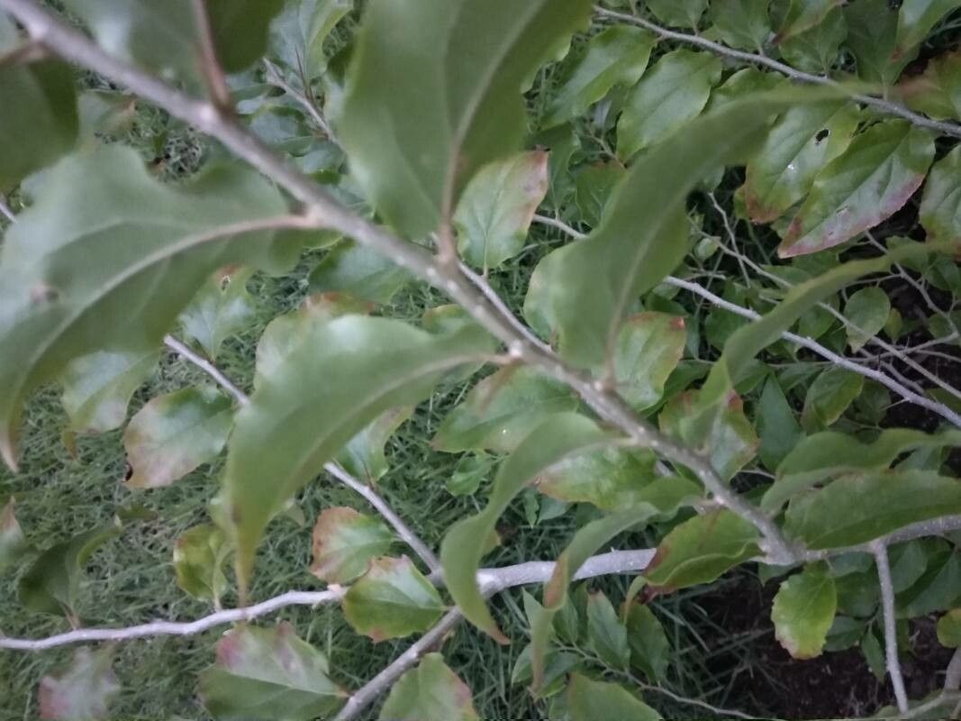 Dovyalis hebecarpa bark