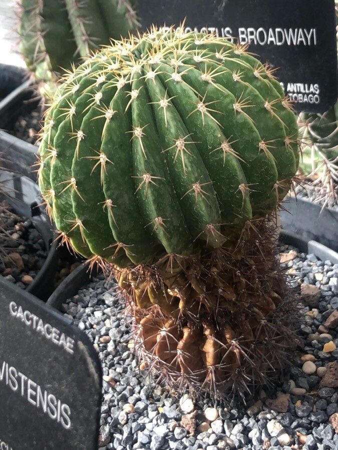 Melocactus broadwayi — houseplant care guide