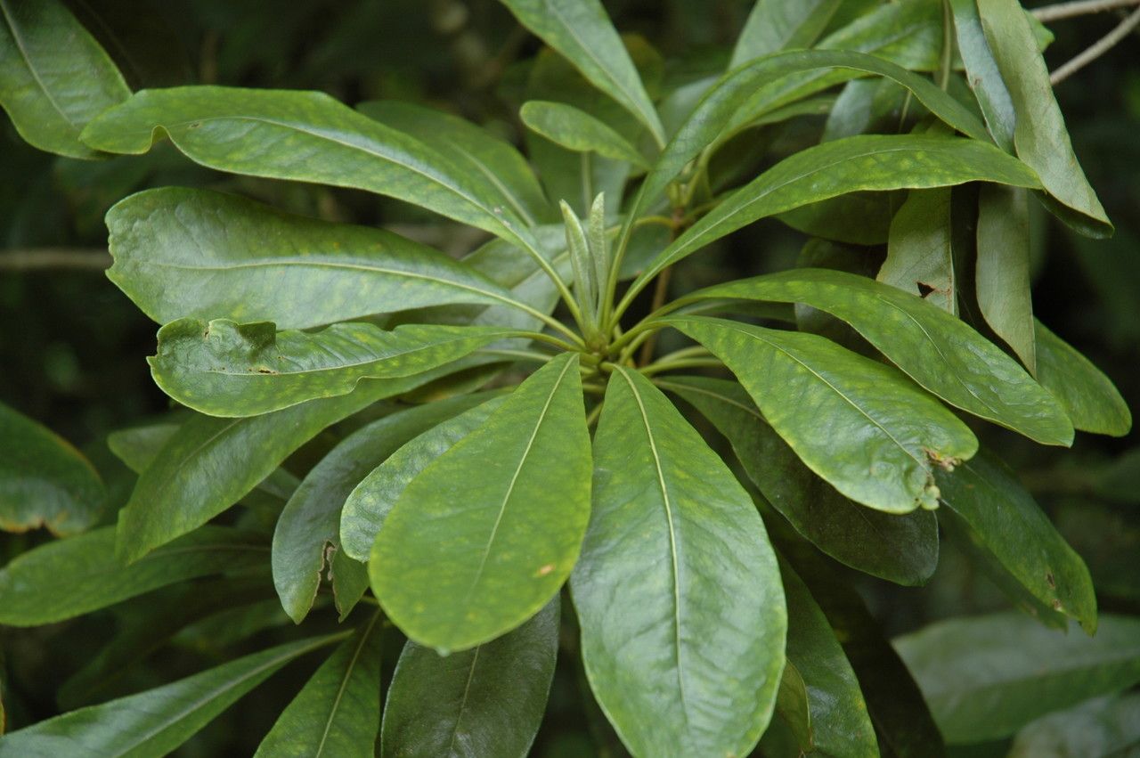 Pittosporum glabrum leaf