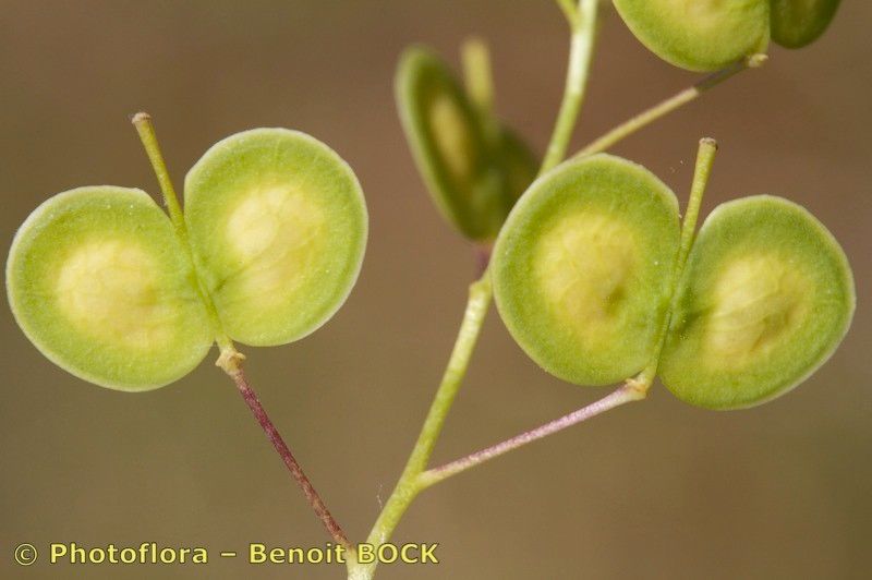 Biscutella guillonii fruit