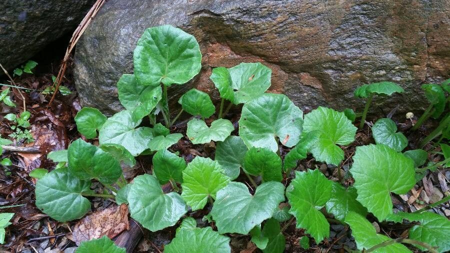 Viola selkirkii — search result for 'Viola'