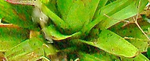 Vriesea itatiaiae — houseplant care guide