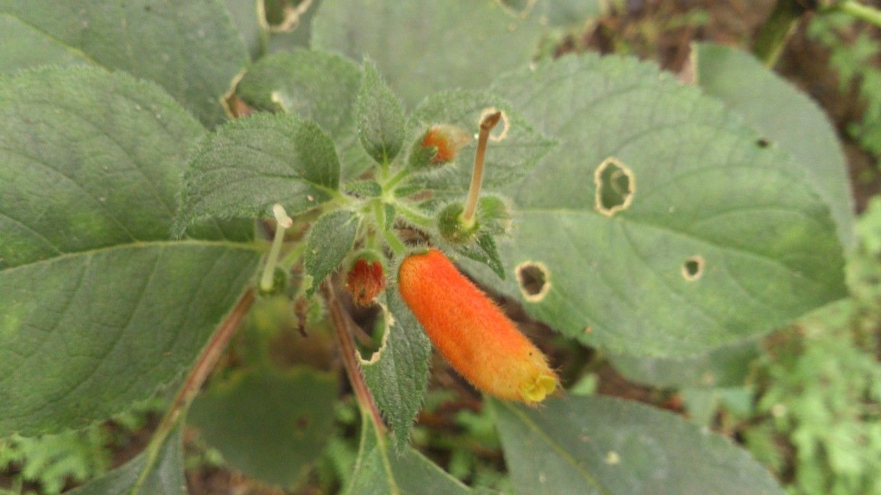 Kohleria tubiflora flower