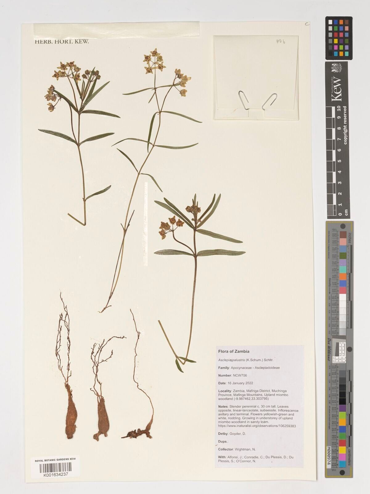 Asclepias palustris — search result for 'Asclepias'