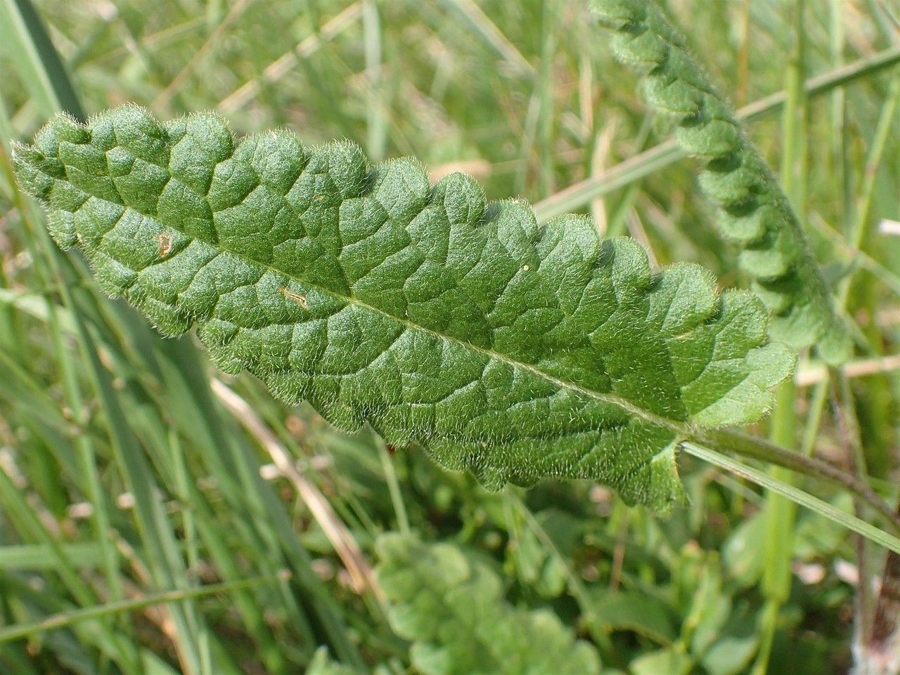 Betonica hirsuta — related species from the same genus