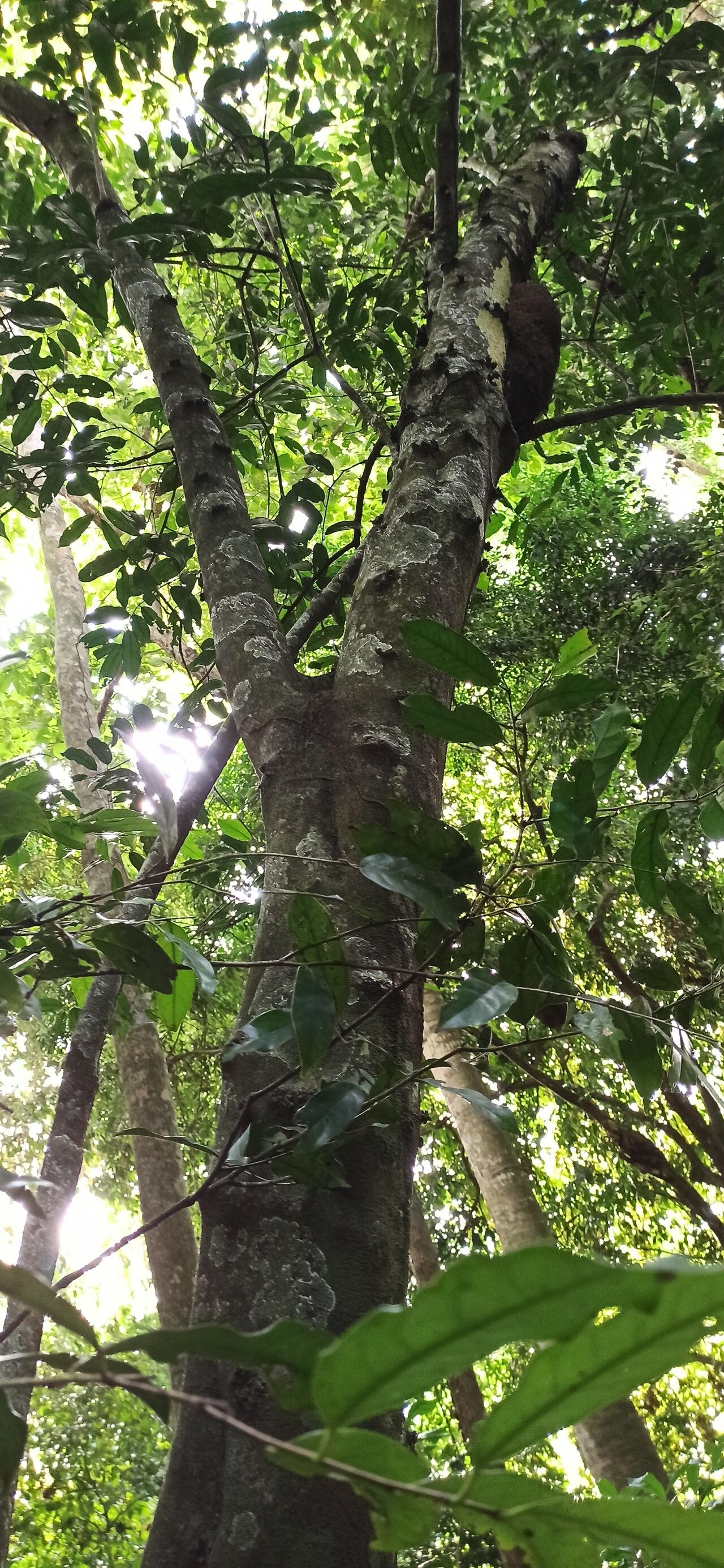 Diospyros canaliculata habit