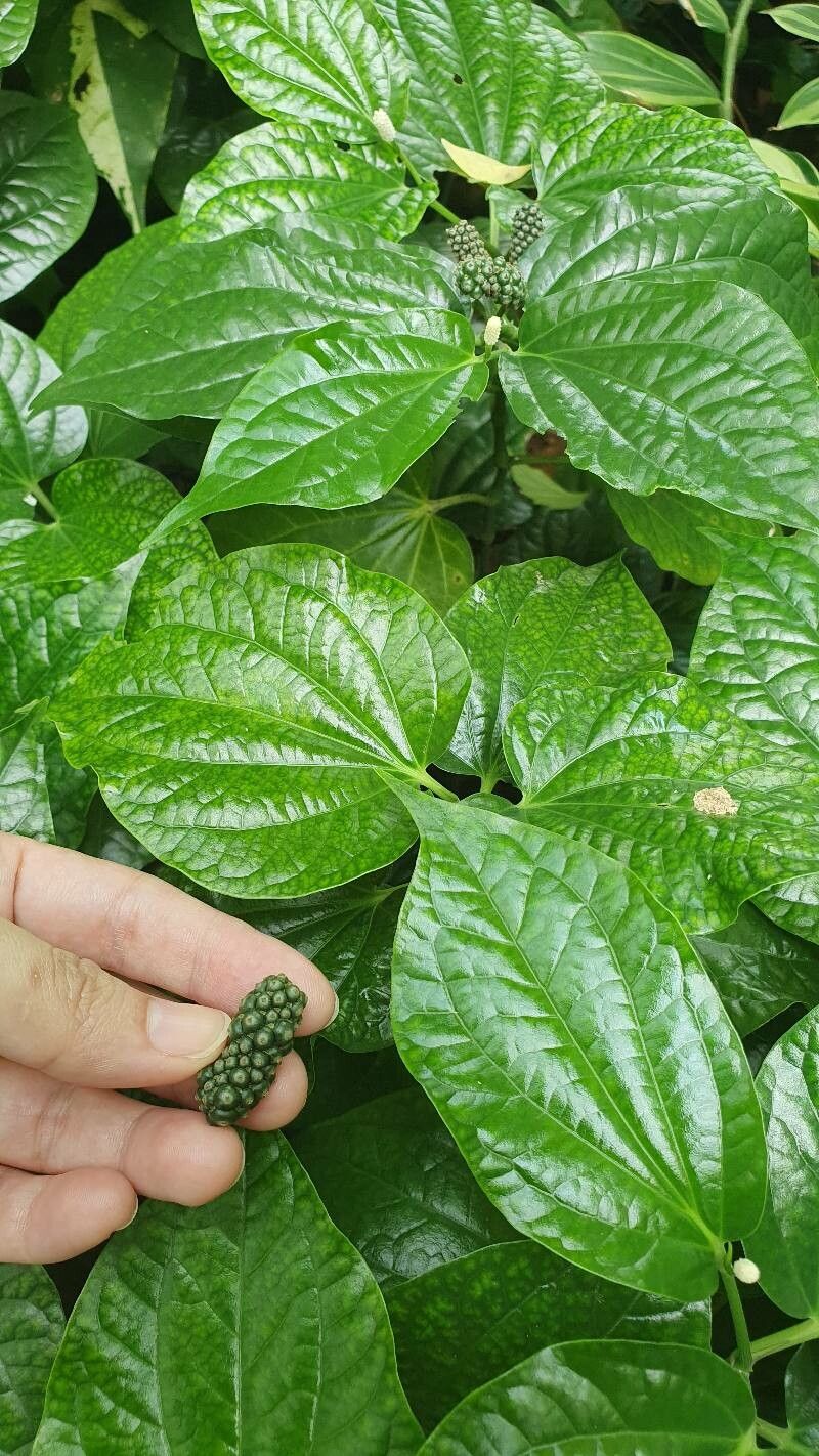 Piper sarmentosum fruit
