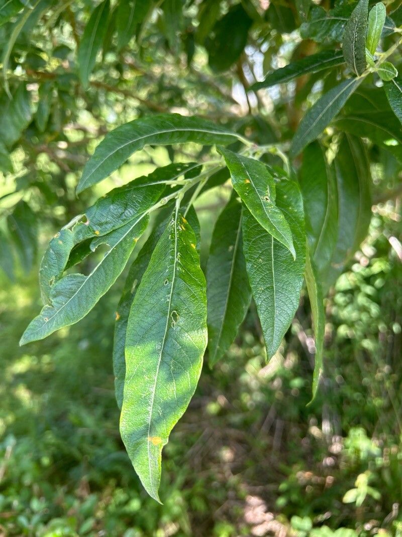 Salix x sericans leaf