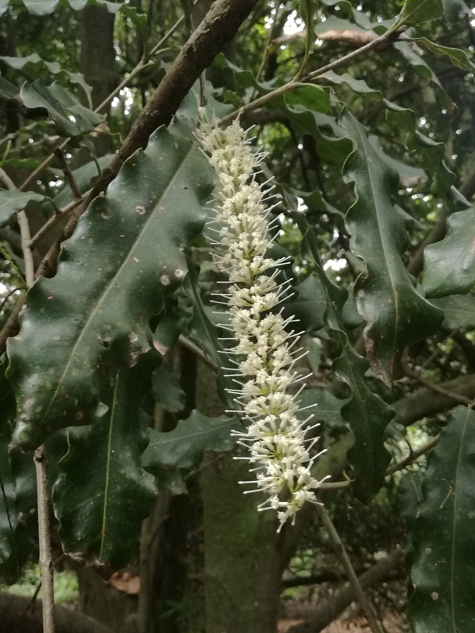 Macadamia ternifolia flower