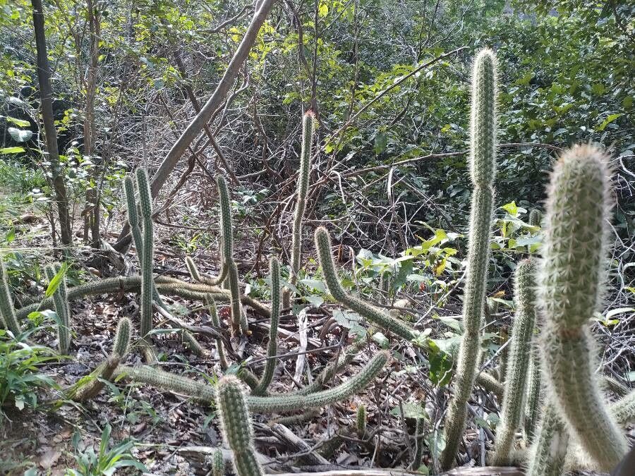 Facheiroa squamosa habit