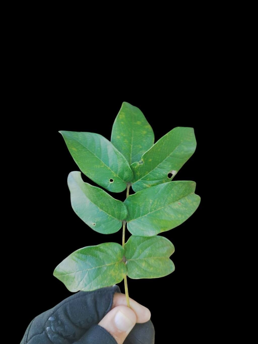 Andira cujabensis — related species from the same genus