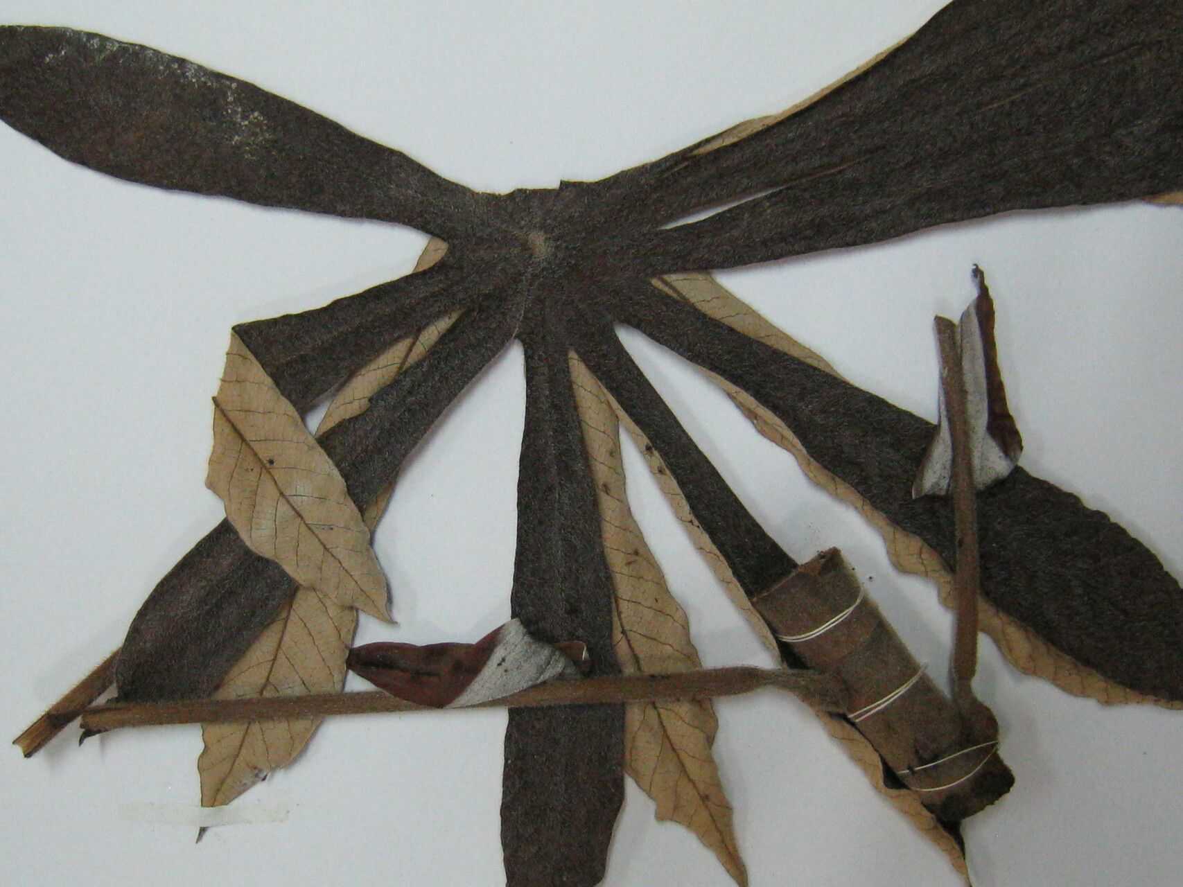 Cecropia silvae — search result for 'Cecropia'