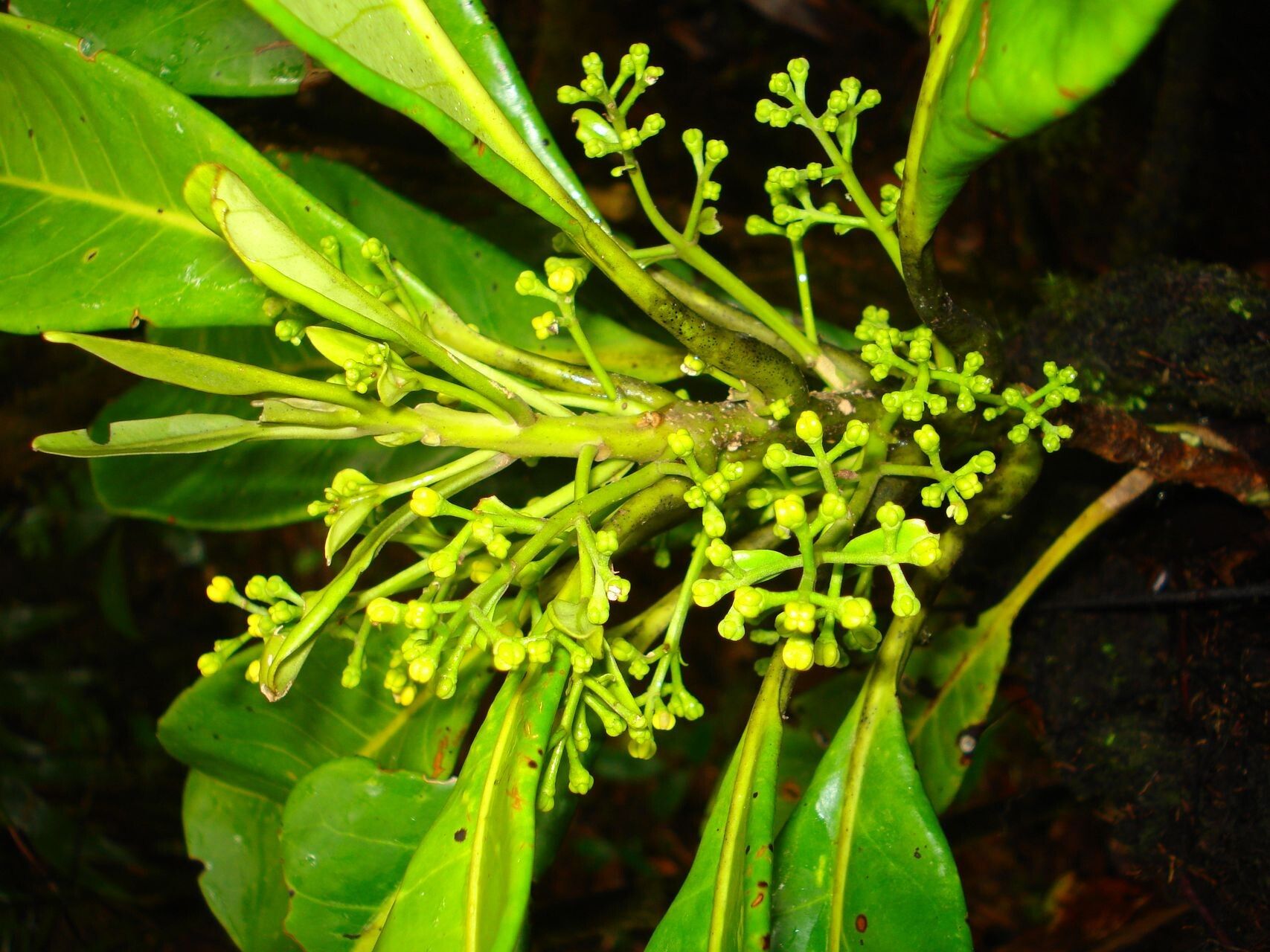 Chionanthus pedunculatus fruit