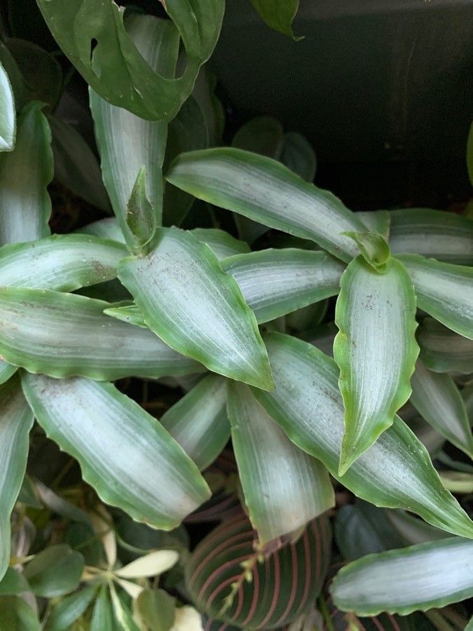 Murdannia nudiflora — houseplant care guide