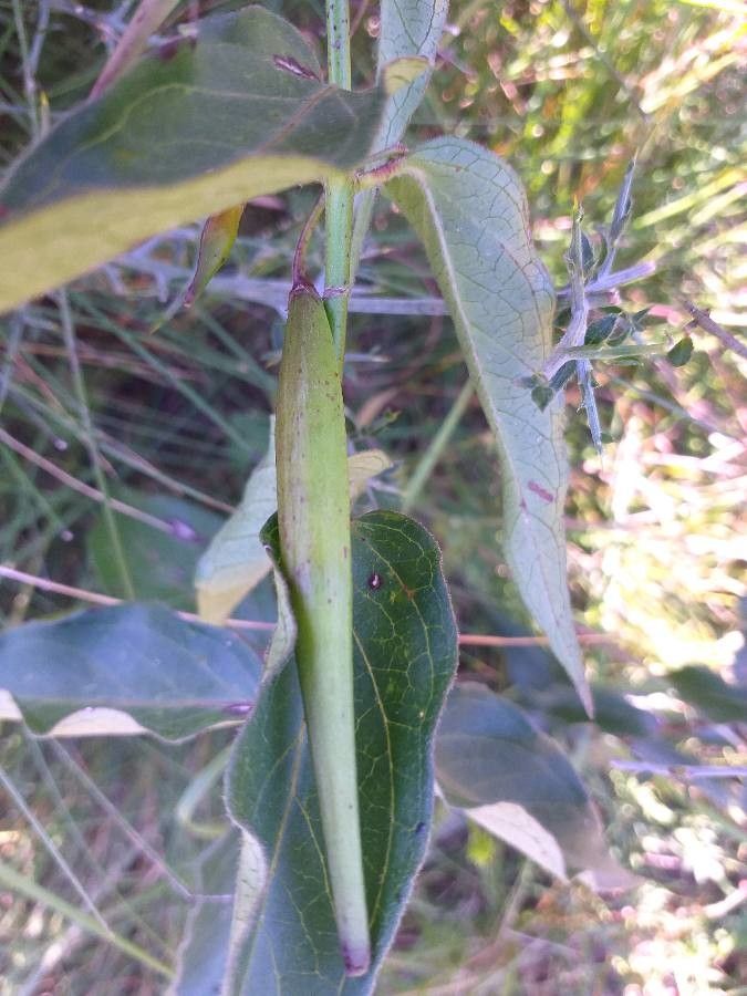 Vincetoxicum nigrum fruit