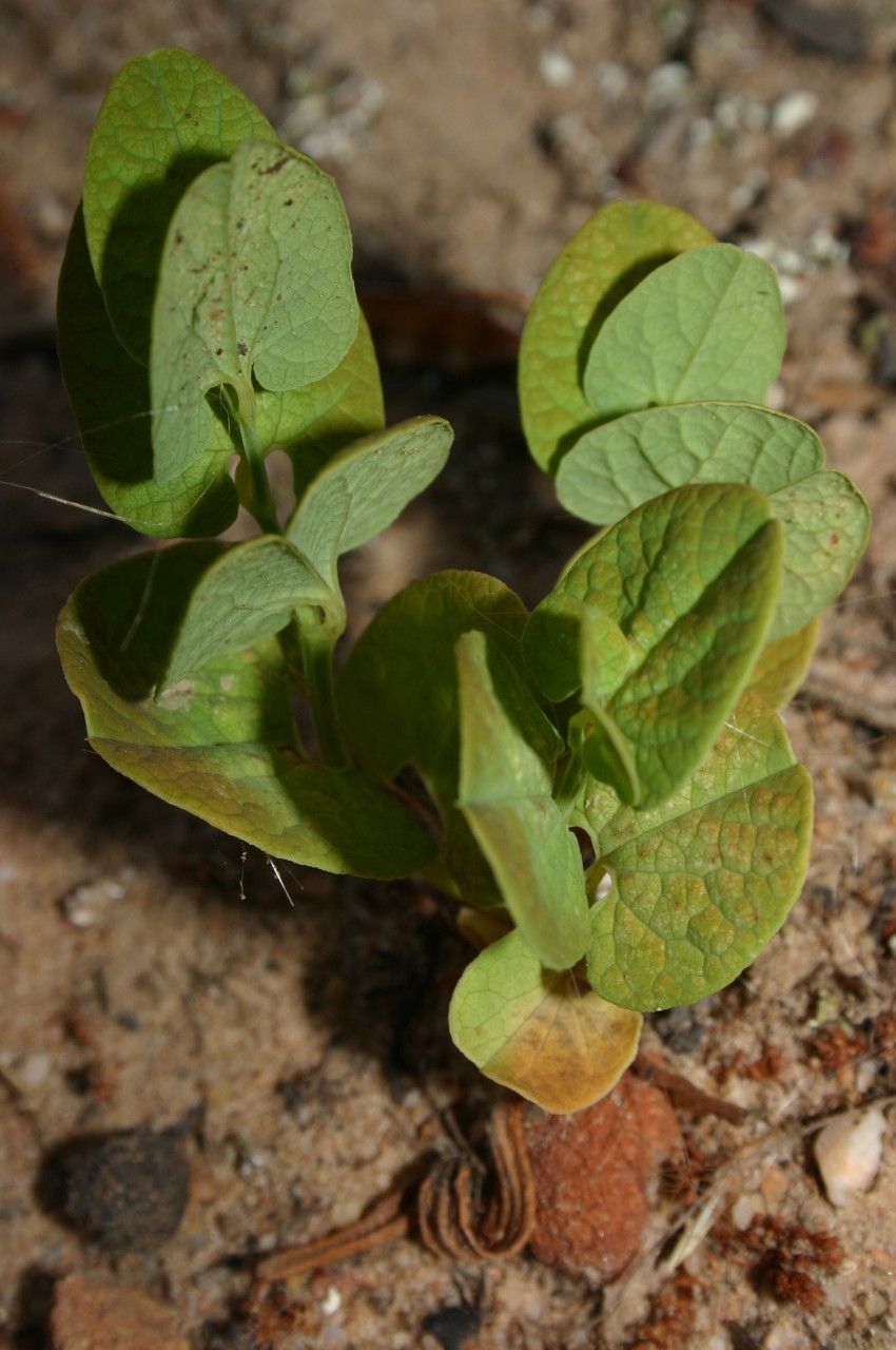 Aristolochia navicularis leaf