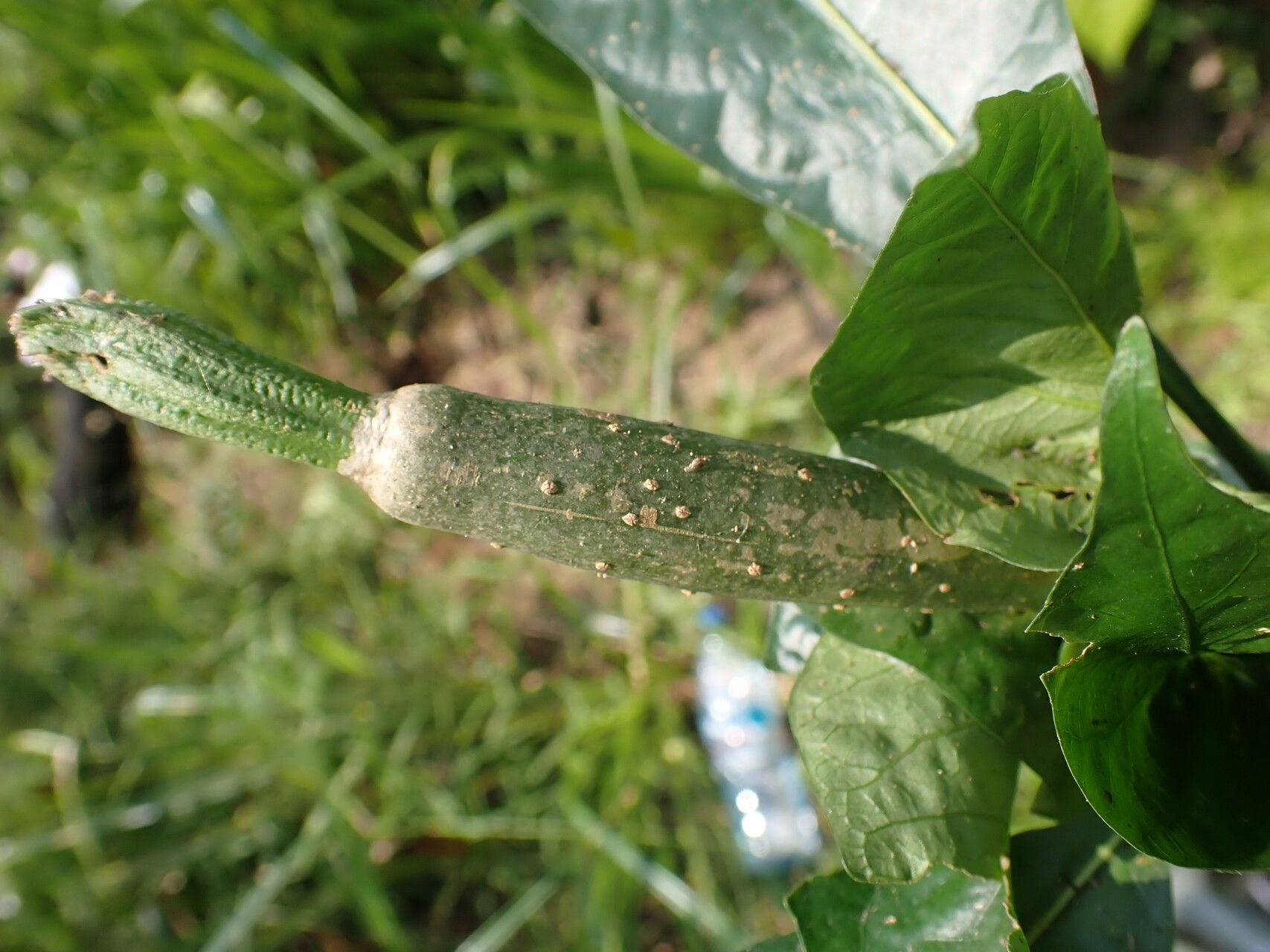 Gardenia leopoldiana fruit