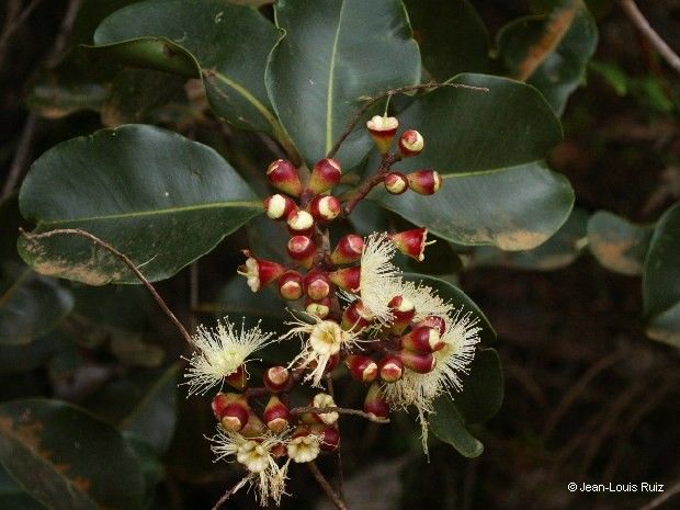 Syzygium tontoutaense — houseplant care guide