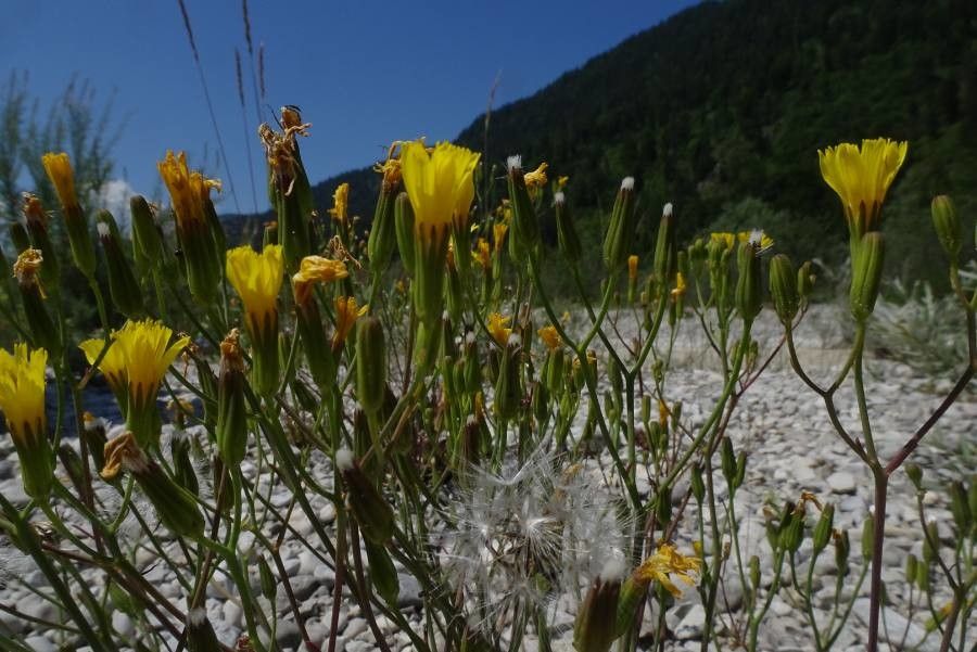 Chondrilla chondrilloides flower