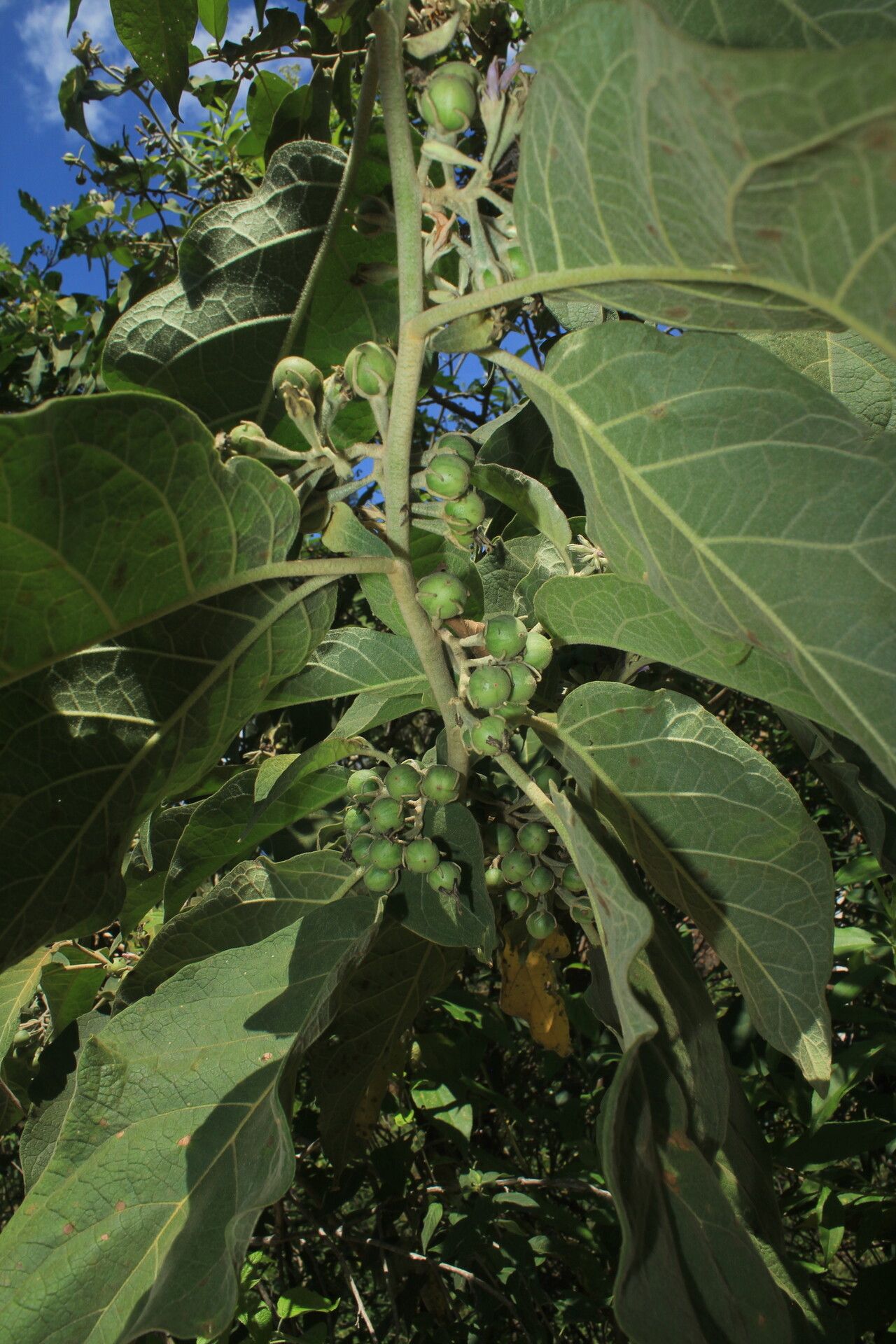 Solanum dolichosepalum fruit