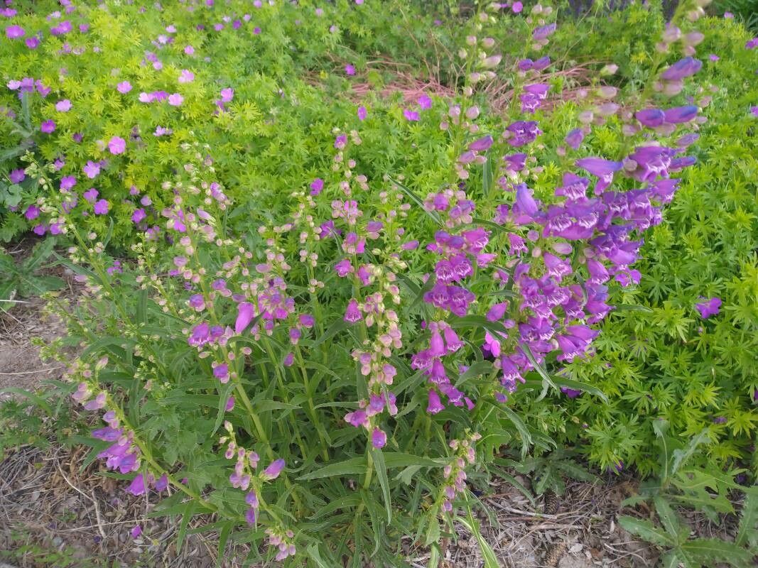 Penstemon strictus habit