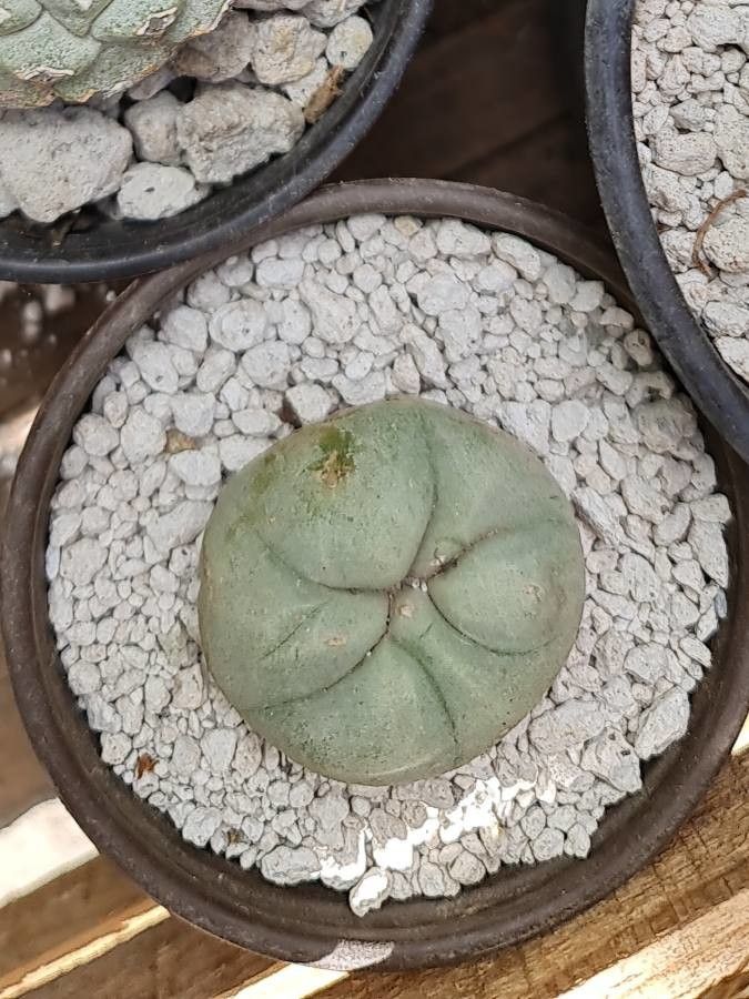 Lophophora diffusa leaf