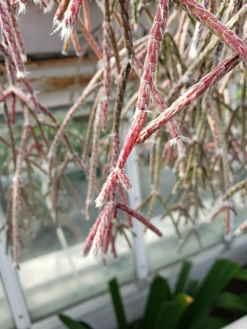 Rhipsalis pilocarpa