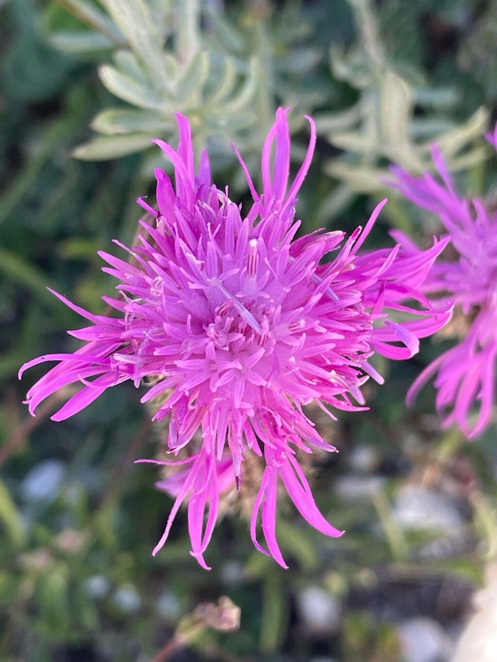 Centaurea ambigua flower
