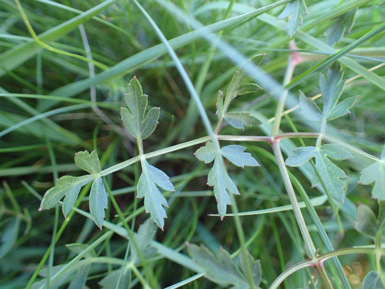 Peucedanum oreoselinum leaf