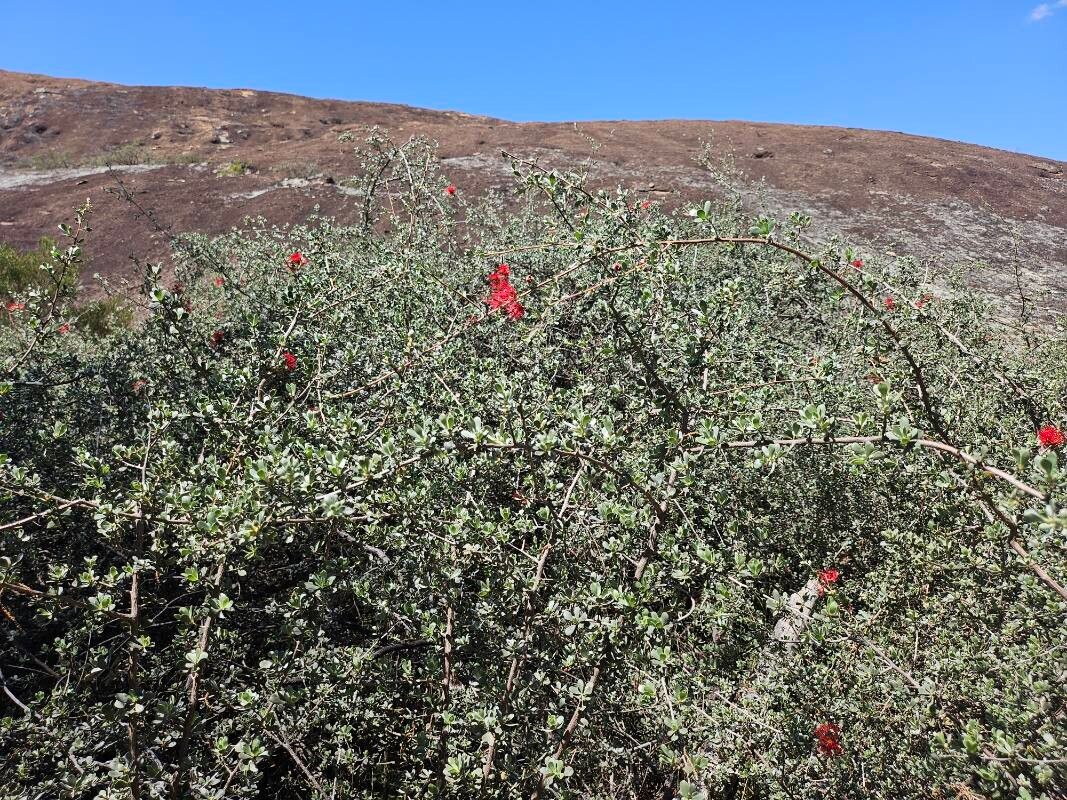 Kunzea pulchella — houseplant care guide