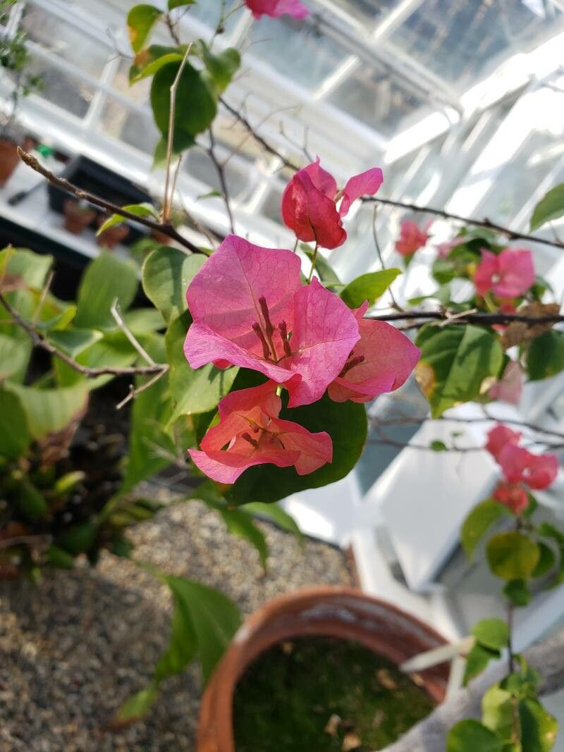 Bougainvillea peruviana flower