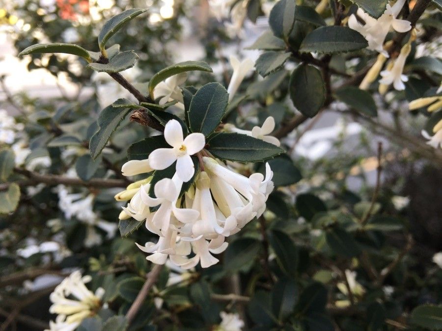 Osmanthus delavayi flower